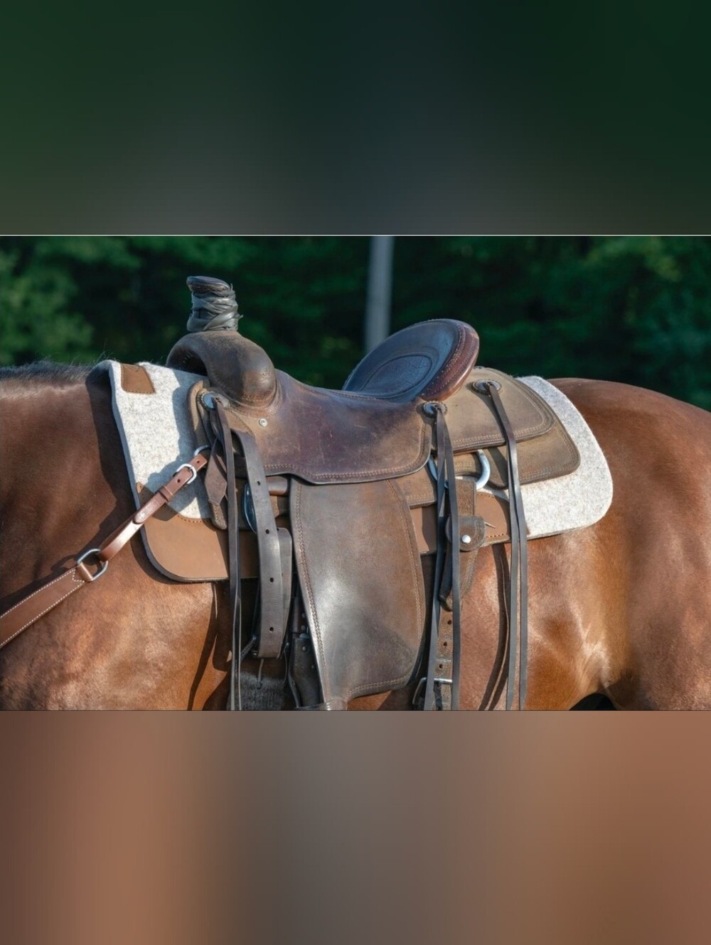 Weaver Equine Wool Blend Felt Saddle Pad